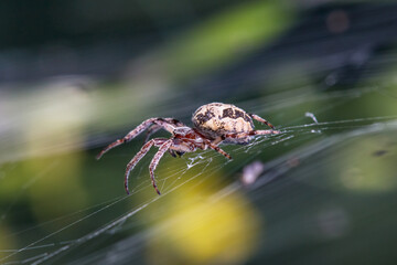 spider waiting for its prey