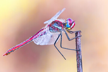 dragonfly warming itself on a plant under the sun or Rome