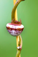 spider waiting for its prey