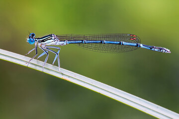 dragonfly warming itself on a plant under the sun or Rome