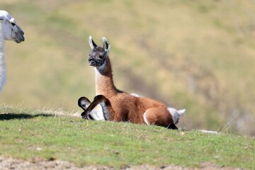 Lama au col du Tourmalet dans les Hautes-Pyrénées