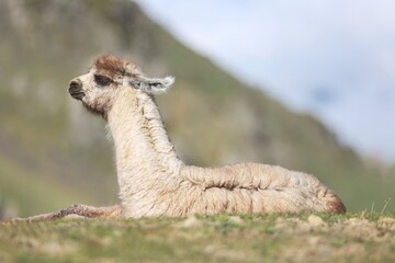 Lama au col du Tourmalet dans les Hautes-Pyrénées