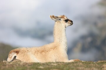 Obraz premium Lama au col du Tourmalet dans les Hautes-Pyrénées