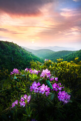 Fototapeta premium Spring Rhododendron Blooms