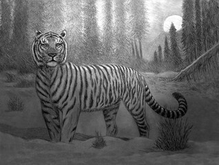 zebra in the wild © nico99