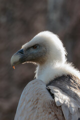 Bird profile close up