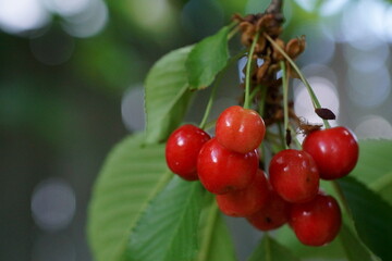 Closeup photo of a cherry branch with a leaves and red fruit; Prunus Cerasus