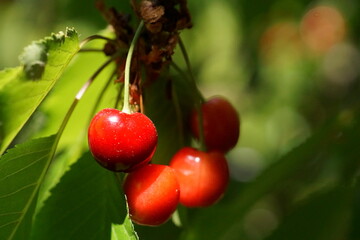 Closeup photo of a cherry branch with a leaves and red fruit; Prunus Cerasus