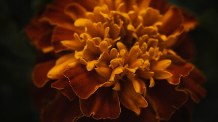 orange flower on black background © Grzegorz