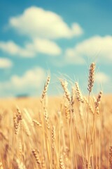 Fototapeta premium Natural Summer Scene: Wheat Field blurred