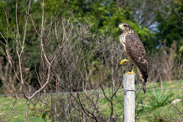 Close up of a Chimango Caracara or chimango or tiuque (Milvago chimango) bird of prey in the family Falconidae sitting on the pole of a wired fence with background out of focus