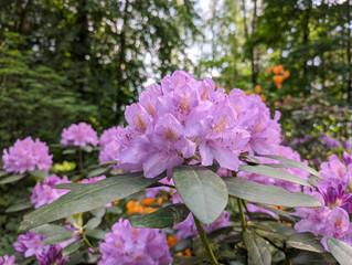 Beautiful purple rhododendron flowers close up. Lushly blooming Rhododendron bushes in spring garden.