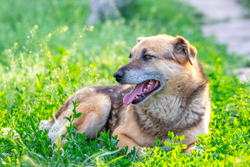 A big brown dog with an open mouth is lying in the garden on the grass