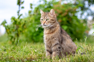 Brown cat with a attentive gaze in the garden against a blurred background, a cat portrait