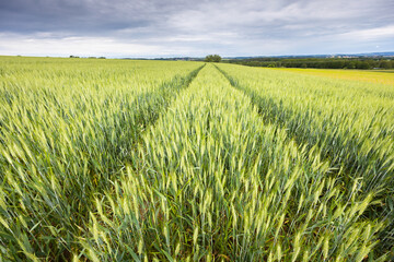 Wide angle view of green wheat field with tractor furrows and clouds on sky on background