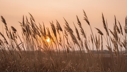 sunset in the field close view of grass stems against dusty sky calm and natural background