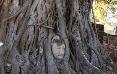 Buddha Head in the Tree Roots, Ayutthaya Thailand
