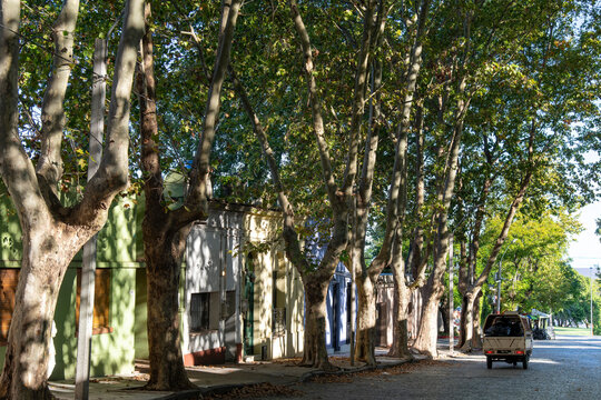 View down the main street of the city Colonia del Sacramento, Uruguay lined with sycamore trees and traditional houses with sun shining through the bright green leaves