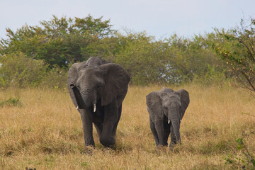 African elephant cow with offspring in the Maasai Mara.