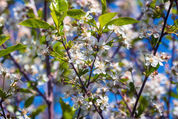 Blooming cherry bush in the spring garden.