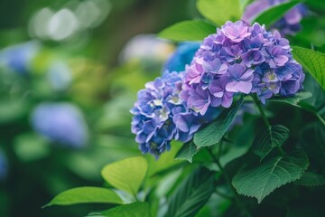 A closeup of purple and blue hydrangea flowers in full bloom, surrounded by green leaves, with a blurred background of a Japanese garden Generative AI