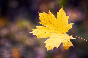 Fototapeta premium Yellow maple leaf on a dark blurred background