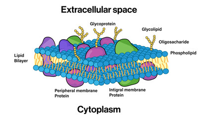 Detailed Structure of Plasma Membrane, Vector Illustration on White Background, Cell Biology Diagram, Scientific Artwork.