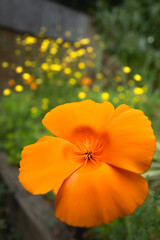 Orange poppy with wild flowers in the background.