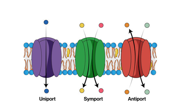 Detailed Vector Illustration of Uniport, Symport, and Antiport Transport Systems in Cellular Membranes on White Background.