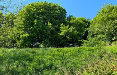 Lush greenery under a clear blue sky, as a meadow with tall grasses and plants slopes gently upward, towards the woodland area on, New Church Road, Bacup, UK