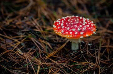 One red fly mushroom or toadstool in dark forest on pine needles background. Amanita muscaria (fly agaric) poisonous white spotted red mushroom. Wild forest toxic mushrooms in autumn. Not edible food