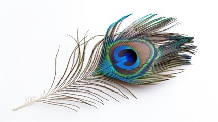Vibrant peacock feather on white. A single peacock feather with bright blue and green details, set against a clean white background.