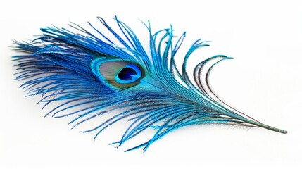 Obraz premium Blue peacock feather on white. Vibrant blue peacock feather isolated on a white background, perfect for nature, beauty, or design projects.