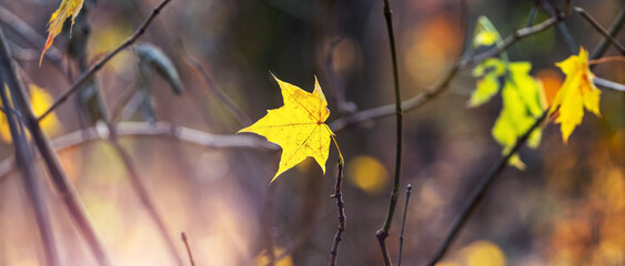 A maple branch with a yellow leaf in the forest in sunny weather