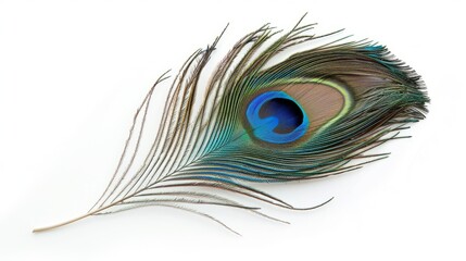Obraz premium Single peacock feather on white. Vibrant peacock feather isolated on a white background, perfect for nature, beauty, and design projects.