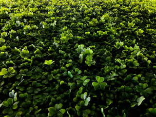 Illuminated Interior with Fake Grass Wall. Modern Green Aesthetics. Clover wallpaper.