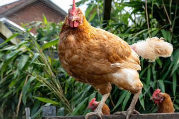 A chicken standing in a chicken coop © Alexander