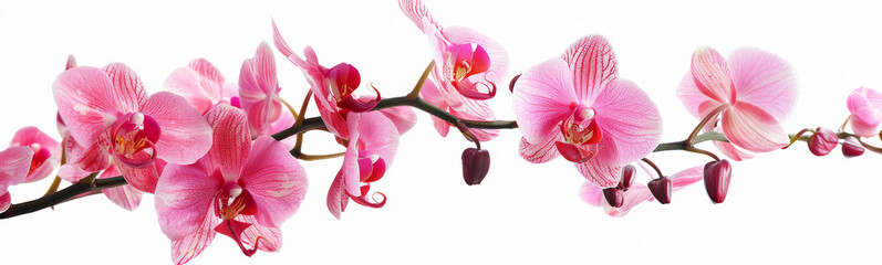Obraz premium Beautiful flowers banner panorama with Pink orchids orchidaceae, cut out, isolated on white background