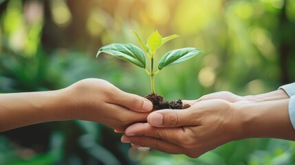Two people holding a plant in their hands