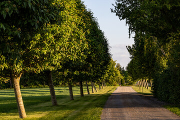 Tisvilde, Denmark A tree-lined alley and road in the summer at sunset.