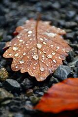 Macro-Aufnahme von Wassertropfen auf einem braunen Herbst-Blatt auf dem Boden