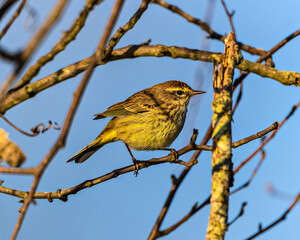 This Palm Warbler is nicely framed by surrounding tree branches.  It is in perfect profile.