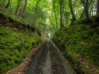 Hidden path in a Cornish forest