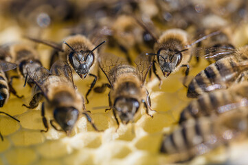 Pszczoła miodna na plastrze z wosku pszczelego. Naturalne środowisko pszczoły miodnej. Pszczoły...