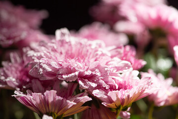 Beautiful pink chrysanthemum flowers on rustic wood, selective focus.