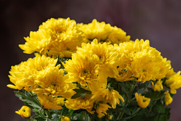 Beautiful yellow chrysanthemum flowers on rustic wood, selective focus.
