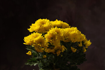 Beautiful yellow chrysanthemum flowers on rustic wood, selective focus.