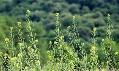 Descurainia sophia grows in nature