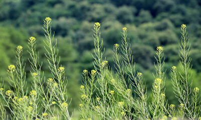 Descurainia sophia grows in nature