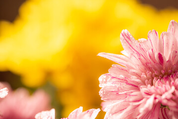 Beautiful arrangement of yellow and pink chrysanthemum flowers, selective focus.